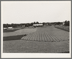 Cutting field of alfalfa with tractor-drawn equipment near Prague, Oklahoma