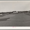 Cutting field of alfalfa with tractor-drawn equipment near Prague, Oklahoma