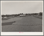 Cutting field of alfalfa with tractor-drawn equipment near Prague, Oklahoma