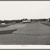 Cutting field of alfalfa with tractor-drawn equipment near Prague, Oklahoma