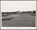 Cutting field of alfalfa with tractor-drawn equipment near Prague, Oklahoma