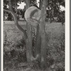 Hen's nest in tree. Agricultural day laborer's house in McIntosh County, Oklahoma