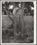 Hen's nest in tree. Agricultural day laborer's house in McIntosh County, Oklahoma