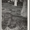 Interior of shed of agricultural day laborer. McIntosh County, Oklahoma