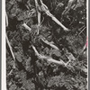 Detail of cornfield after being plowed in the fall. McLennan County, Texas