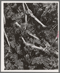 Detail of cornfield after being plowed in the fall. McLennan County, Texas