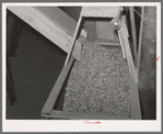 Peanuts in chute at shelling plant. Comanche, Texas