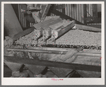 Peanut grader. Peanut-shelling plant. Comanche, Texas