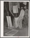 Filling sacks with cotton seed meal. Cotton seed oil mill. McLennan County, Texas