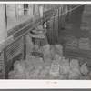 Dumping peanuts into conveyor hopper. Peanut-shelling plant. Comanche, Texas