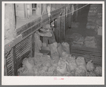 Dumping peanuts into conveyor hopper. Peanut-shelling plant. Comanche, Texas