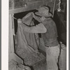 Dumping peanuts into conveyor hopper. Peanut-shelling plant. Comanche, Texas