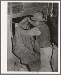 Dumping peanuts into conveyor hopper. Peanut-shelling plant. Comanche, Texas