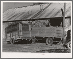 Unloading corn stover to be ground into livestock feed. Feed mill, Taylor, Texas