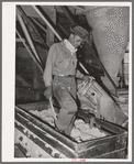 Negro workman packing down cotton linters in truck at cotton seed oil mill. McLennan County, Texas