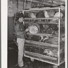 Feeding poultry in pens at cooperative poultry house. Brownwood, Texas