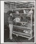 Feeding poultry in pens at cooperative poultry house. Brownwood, Texas