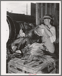Weighing turkeys at unloading platform of cooperative poultry house. Brownwood, Texas