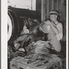 Weighing turkeys at unloading platform of cooperative poultry house. Brownwood, Texas