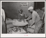 Handling sacks of cotton seed cake meal at cotton seed oil mill. McLennan County, Texas