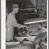 Machine for grading peanuts at peanut-shelling plant. Comanche, Texas