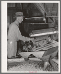 Machine for grading peanuts at peanut-shelling plant. Comanche, Texas