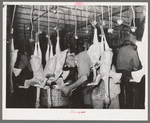 Sponging of the necks of freshly-picked turkeys. Cooperative poultry house, Brownwood, Texas