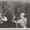 Scene in the turkey killing stall. Man in foreground is removing wing feathers; men in background are scalding the turkeys. Cooperative poultry house, Brownwood, Texas