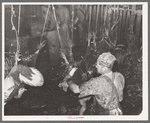 Scene in the turkey killing stall. Man in foreground is removing wing feathers; men in background are scalding the turkeys. Cooperative poultry house, Brownwood, Texas