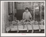 Inspecting picked turkeys at cooperative poultry house. Brownwood, Texas