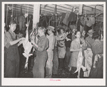 Picking turkeys at cooperative poultry house. Brownwood, Texas