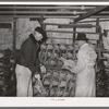 Selecting turkeys at cold storage plant. Brownwood, Texas