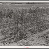 Dead cotton plants after the harvest. McLennan County, Texas