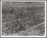 Dead cotton plants after the harvest. McLennan County, Texas