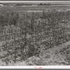 Dead cotton plants after the harvest. McLennan County, Texas