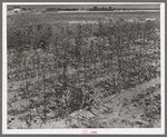 Dead cotton plants after the harvest. McLennan County, Texas