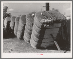 Bales of cotton in gin yard. West, Texas