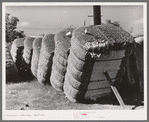 Bales of cotton in gin yard. West, Texas