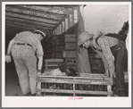 Handling crate of chickens at cooperative poultry house. Brownwood, Texas