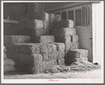 Peanut hay in feed store. Brownwood Texas