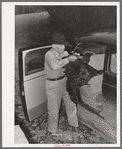 Farmer removing turkey from his car which he has brought to the cooperative poultry house. Brownwood, Texas