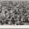 Spinach growing in truck gardener's field. Tom Green County, San Angelo, Texas