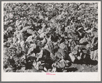 Spinach growing in truck gardener's field. Tom Green County, San Angelo, Texas