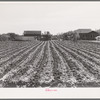 Young spinach in rows. Truck farm, Tom Green County, near San Angelo, Texas