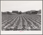 Young spinach in rows. Truck farm, Tom Green County, near San Angelo, Texas