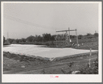 Frame gardens are used by commercial truck farmers in Tom Green County. San Angelo, Texas