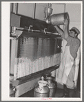 Cooling milk at large dairy. Tom Green County, Texas
