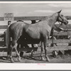 Palomino mare at auction sale. El Dorado, Texas