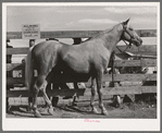 Palomino mare at auction sale. El Dorado, Texas