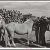 Attendant at Palomino horse auction looking at horse's teeth to determine his age. El Dorado, Texas